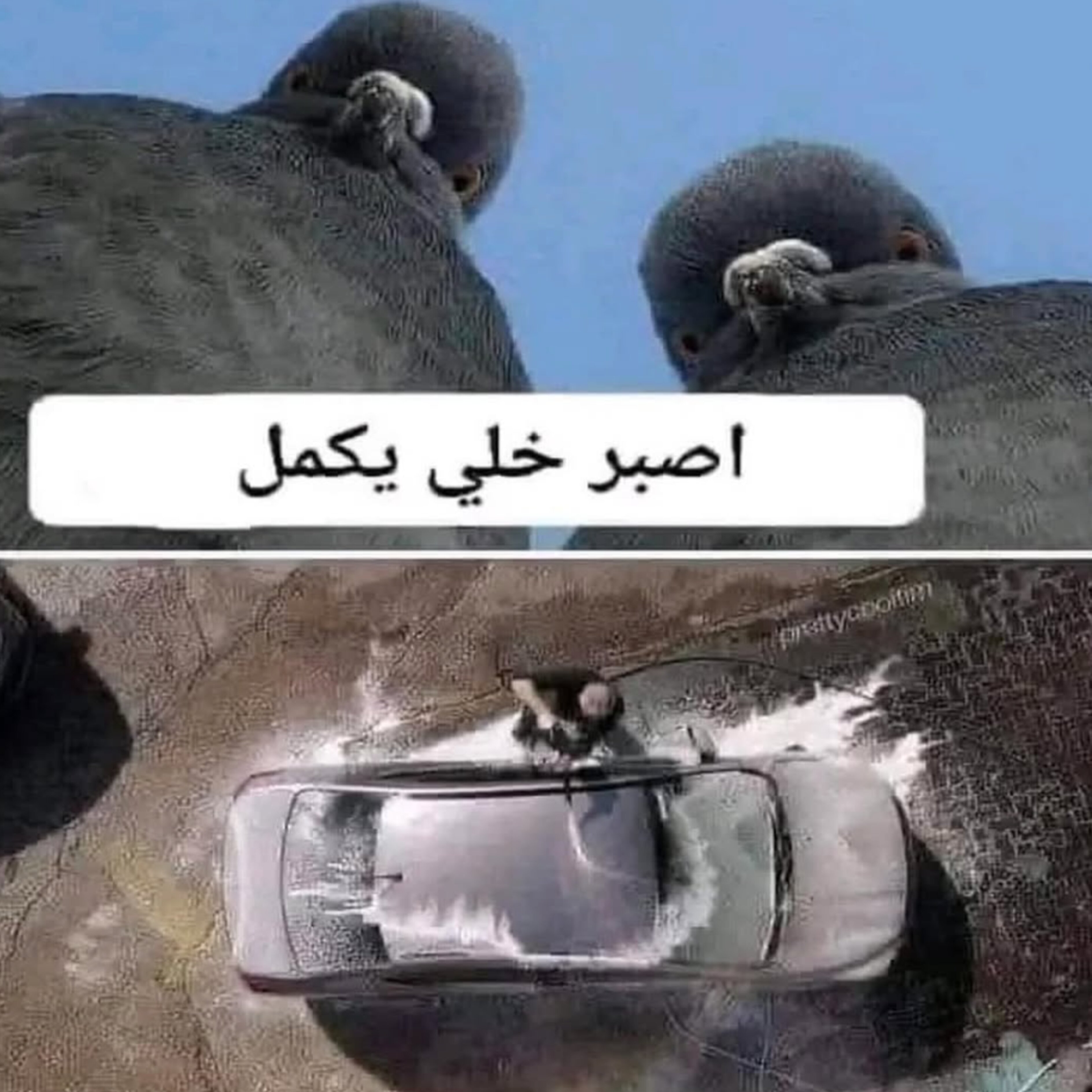 ميم 12