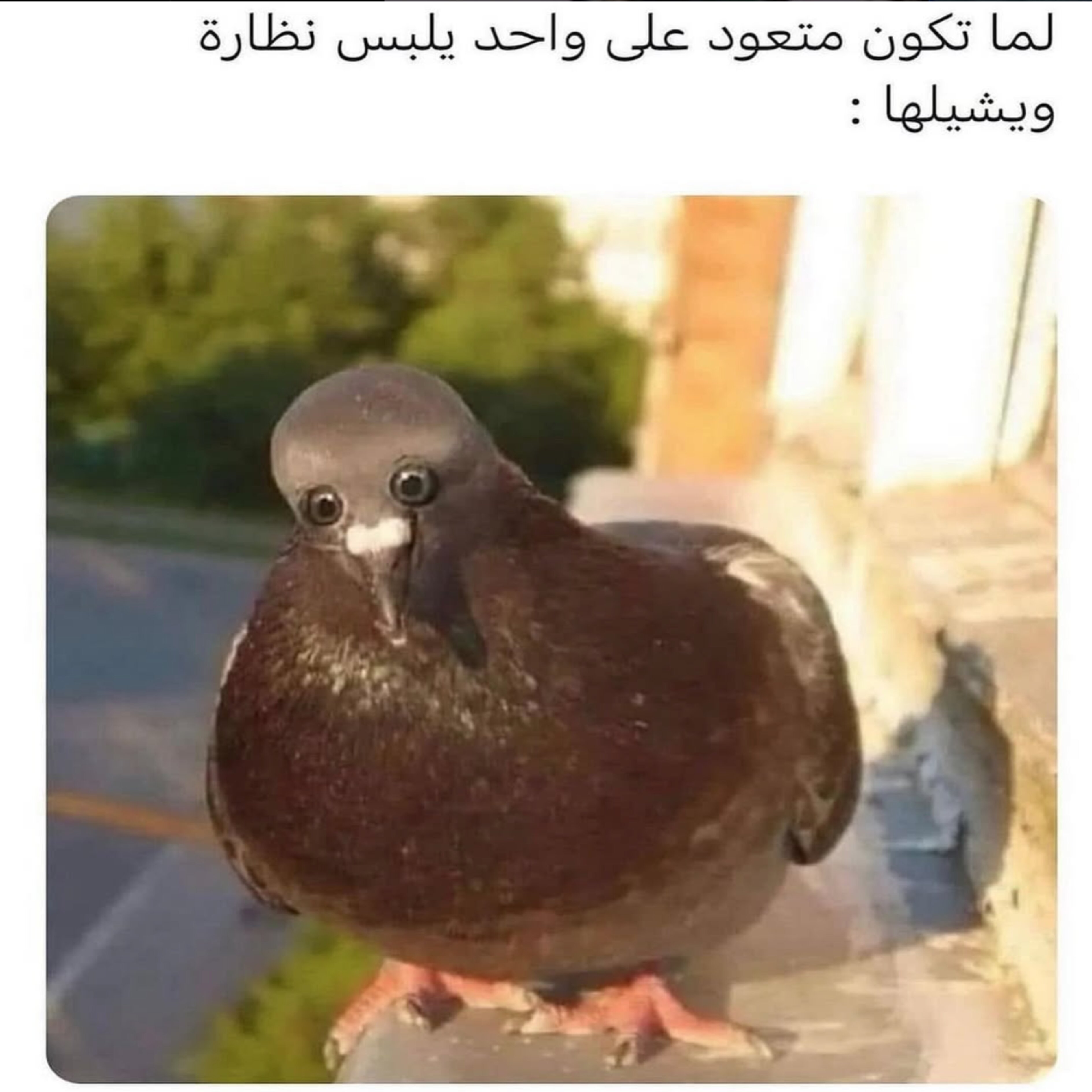 ميم 16