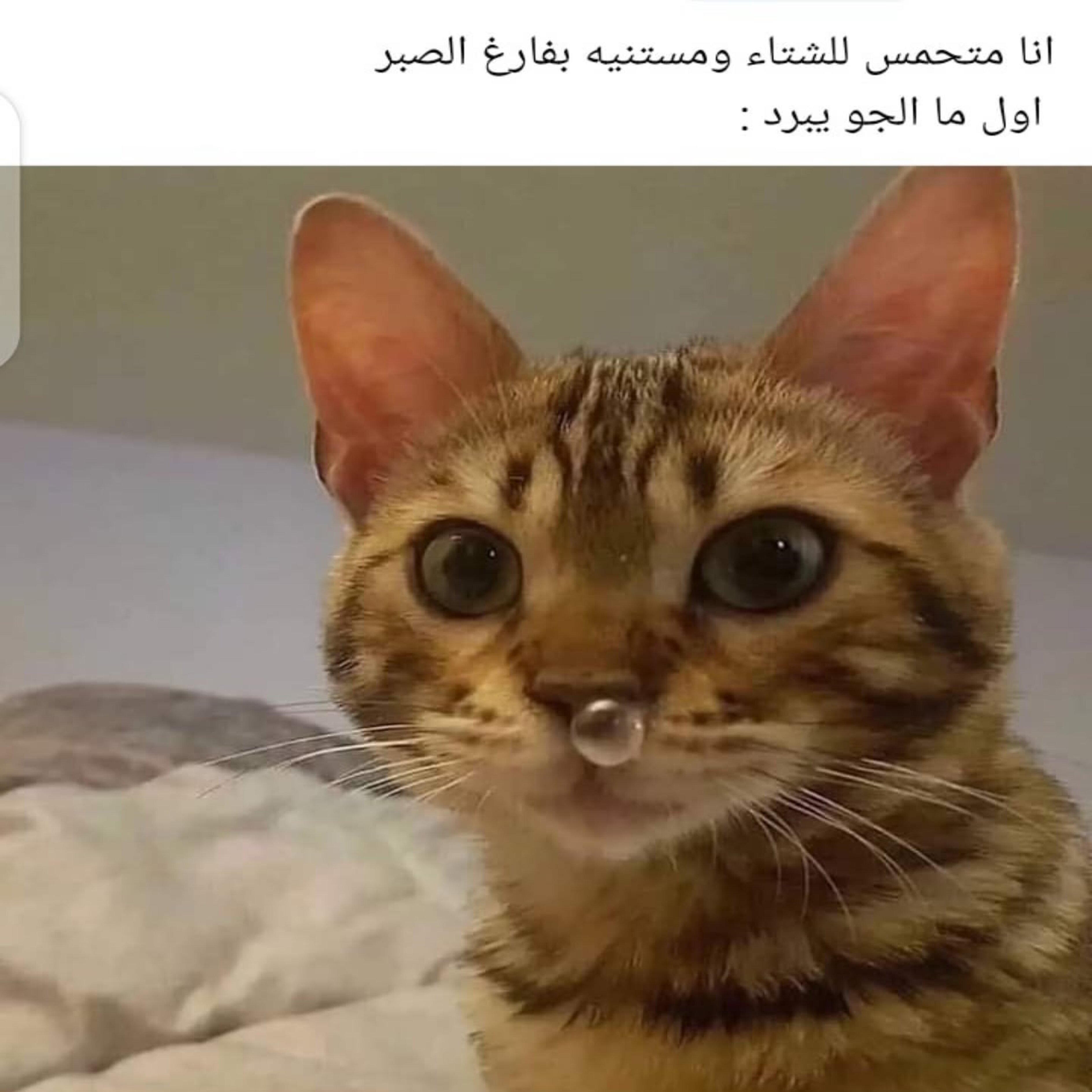 ميم 42