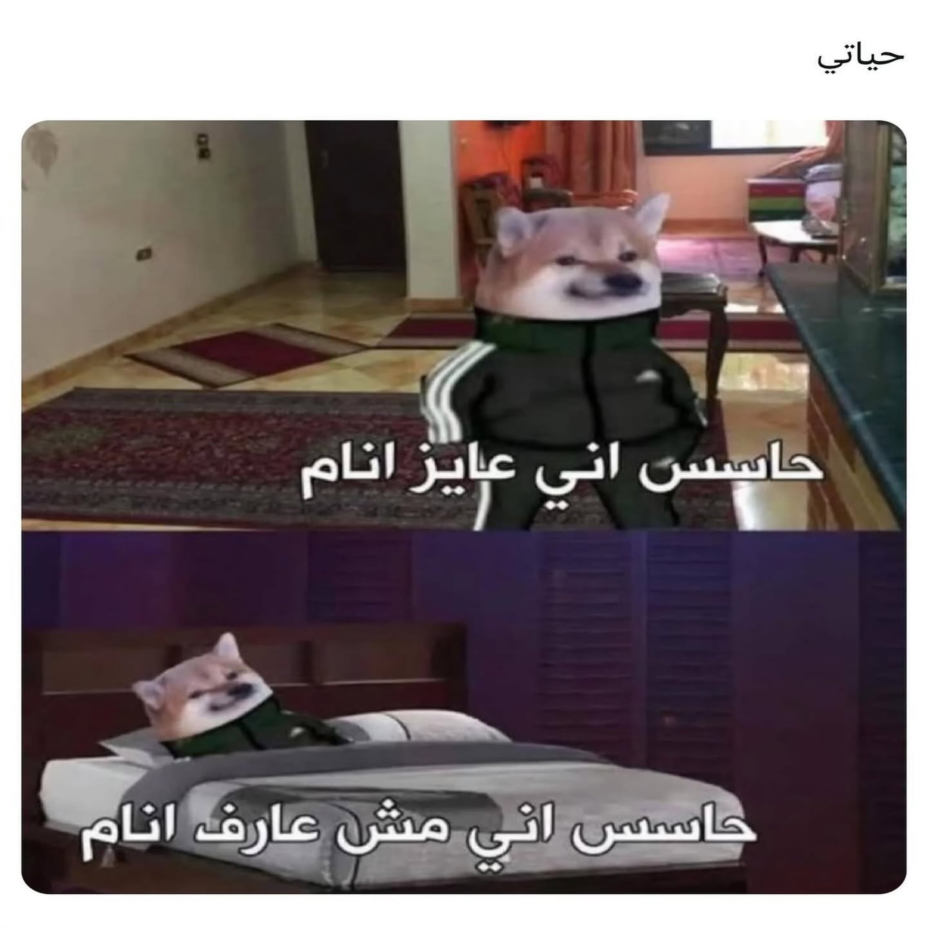ميم 43