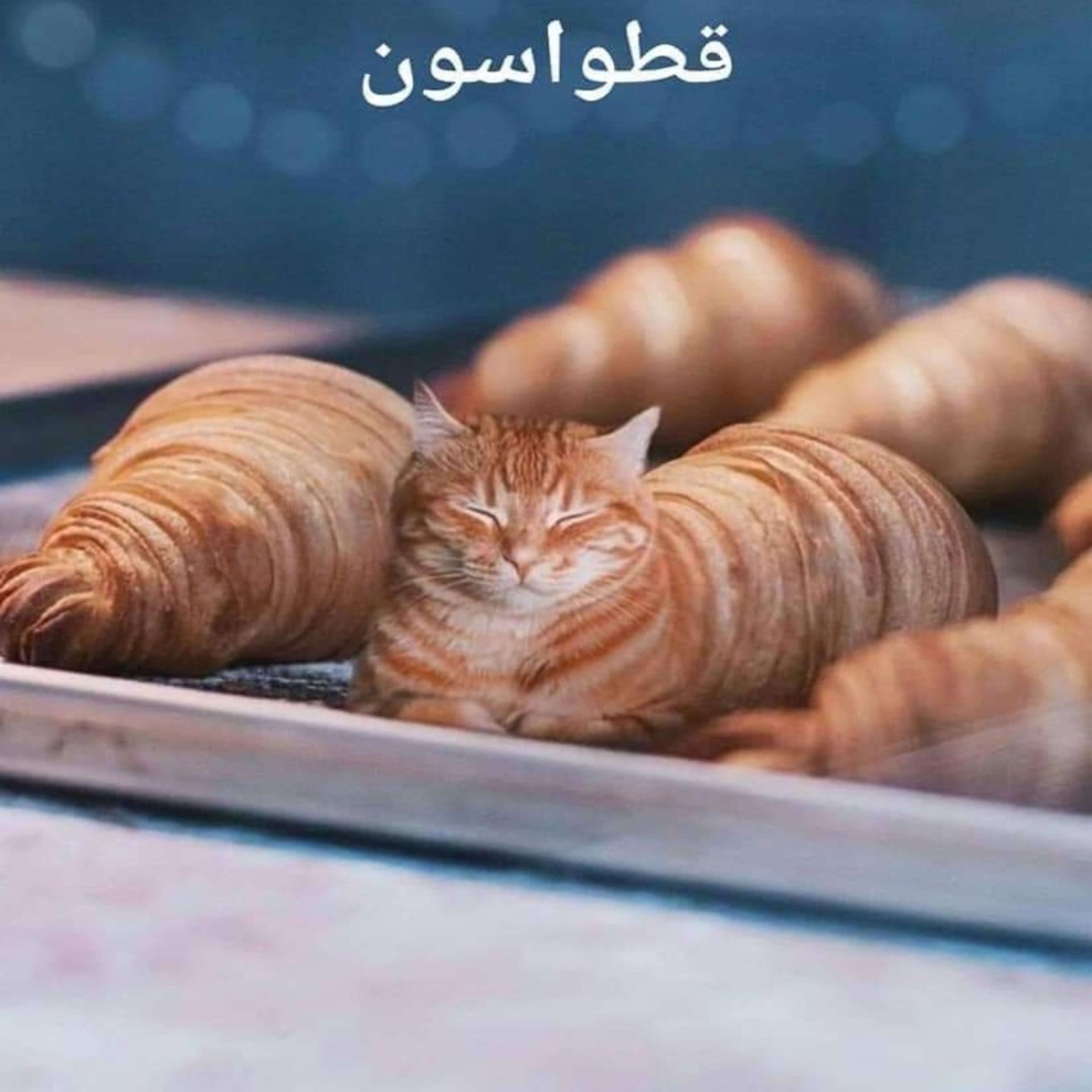 ميم 61